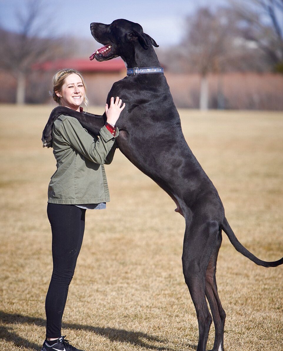 Great Dane dog